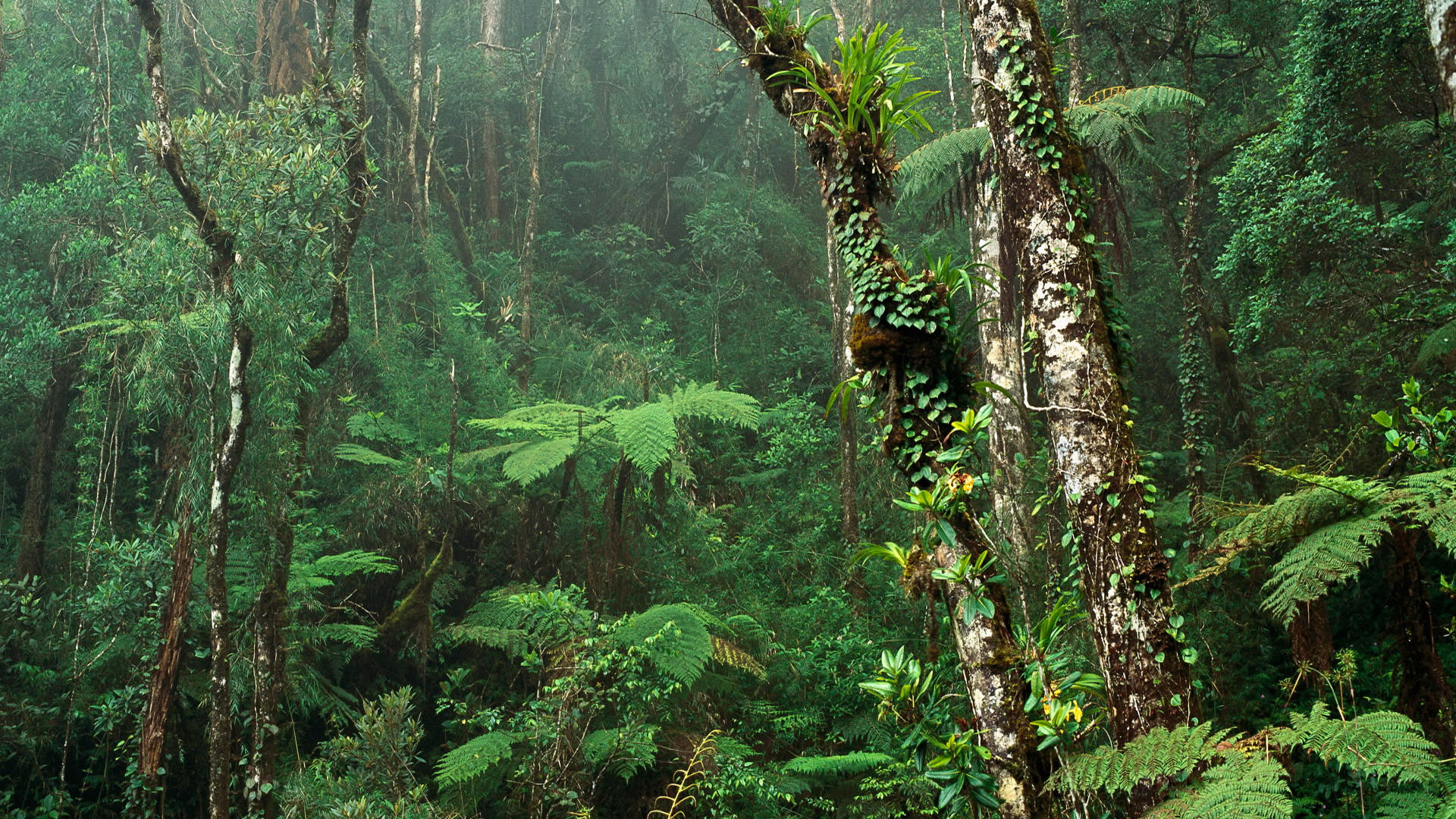Тропические леса восстанавливают с помощью отходов кофе