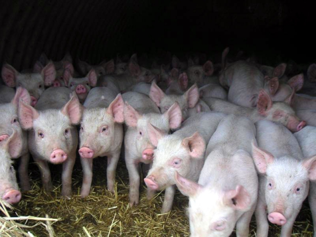 pig-029_2.640 (1).jpg