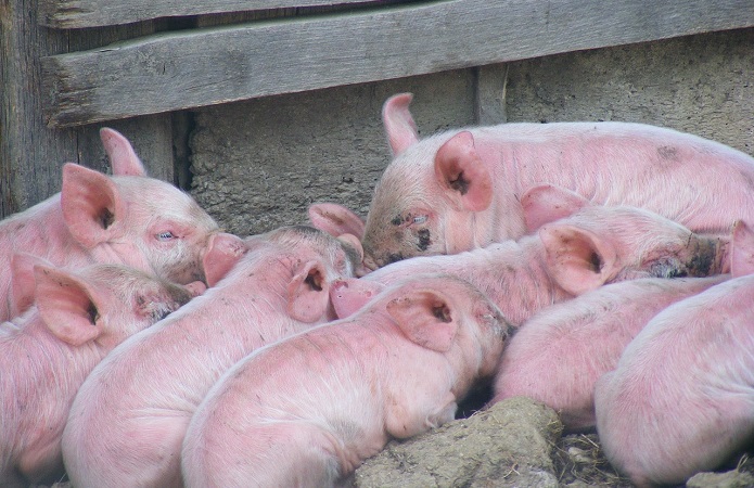 bf06146-pigs-87605-1280.jpg