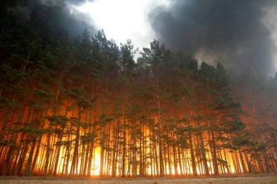 73d2c_forest_fire_01_140587309863_14326447052_144076252950.jpg