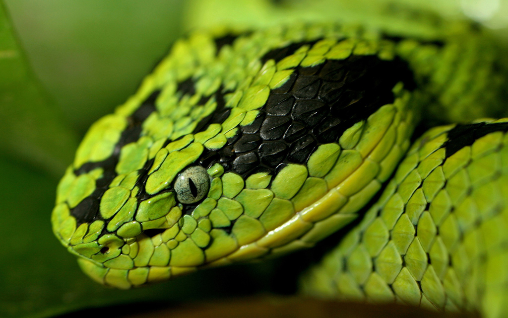 Snake-Head1.jpg