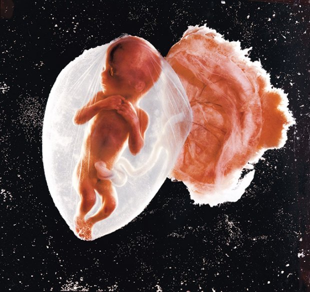 1. Эмбрион – Леннарт Нильсон, 1965