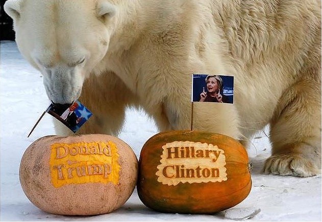 Сибирский медведь выбрал нового президента Америки.