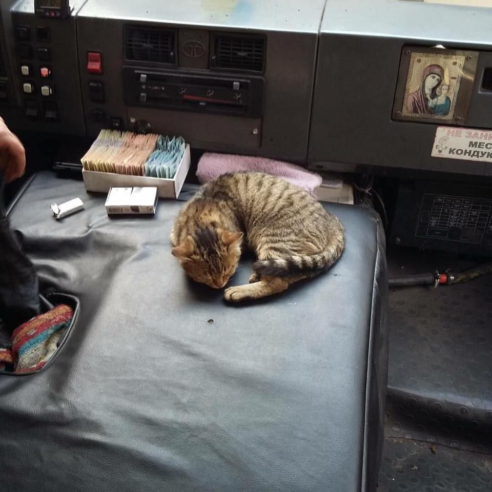 кошка-Маруся работает кондуктором в маршрутке