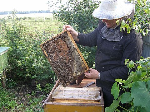 пчеловоды