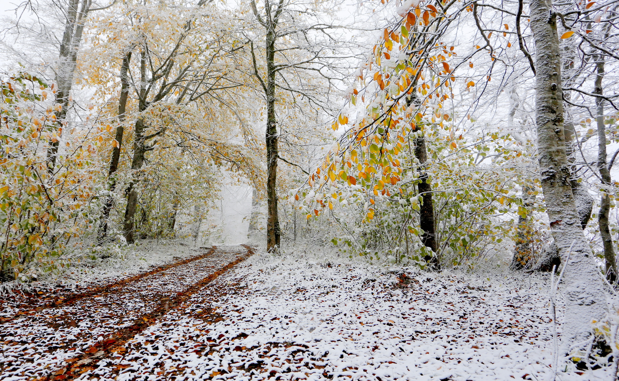 Пестрый снег. Поздняя осень. Первый снег. Ранняя зима. Ранняя зима фото.