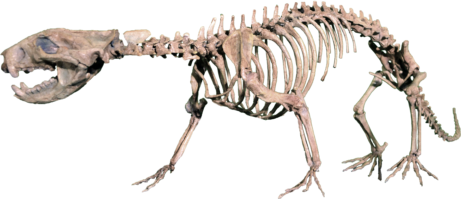 Didelphodon Vorax