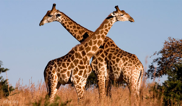 жирафы1
