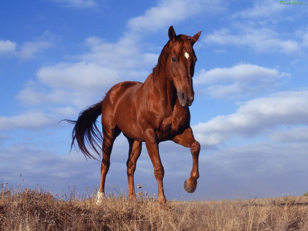 лошадь2