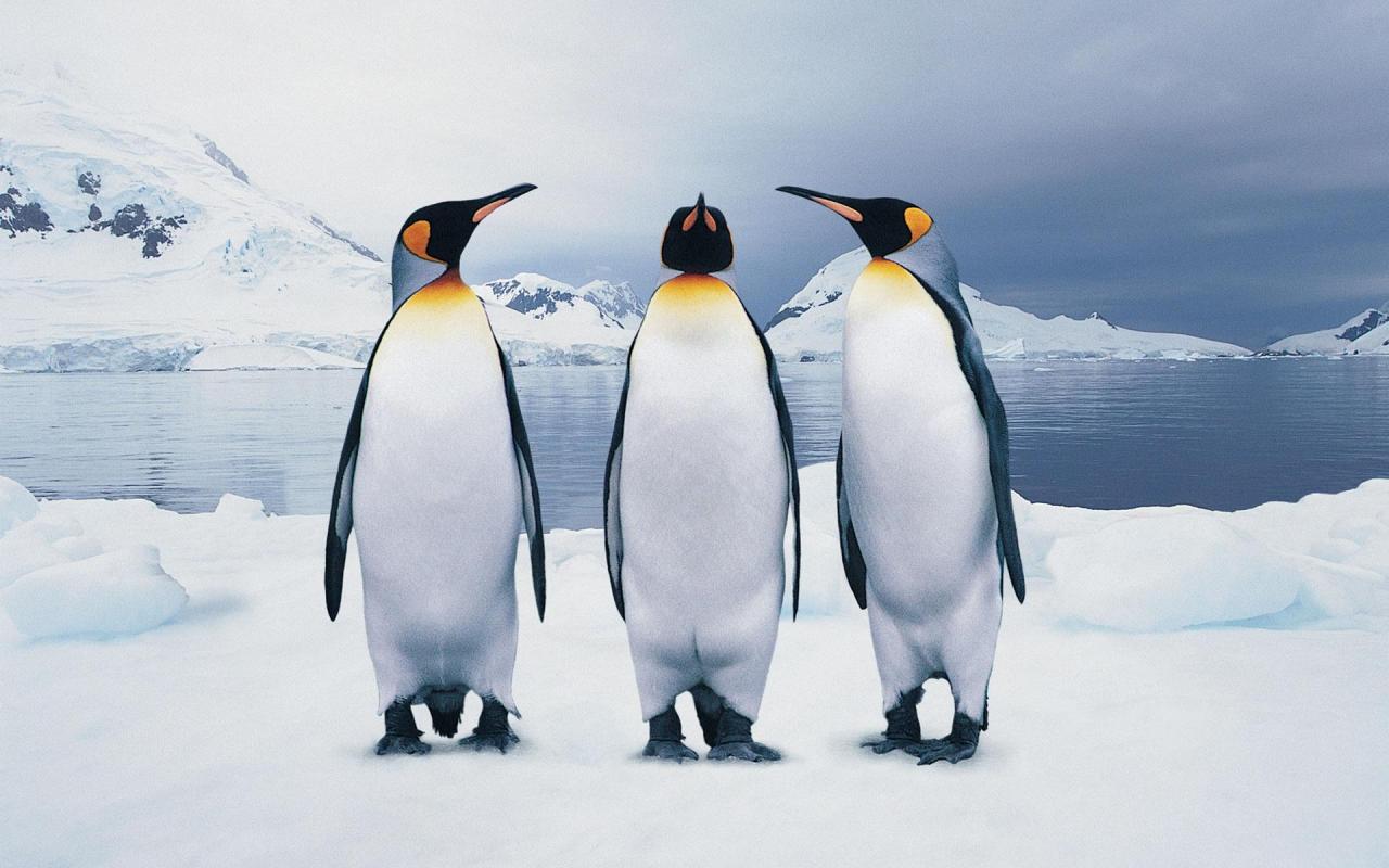 пингвины2