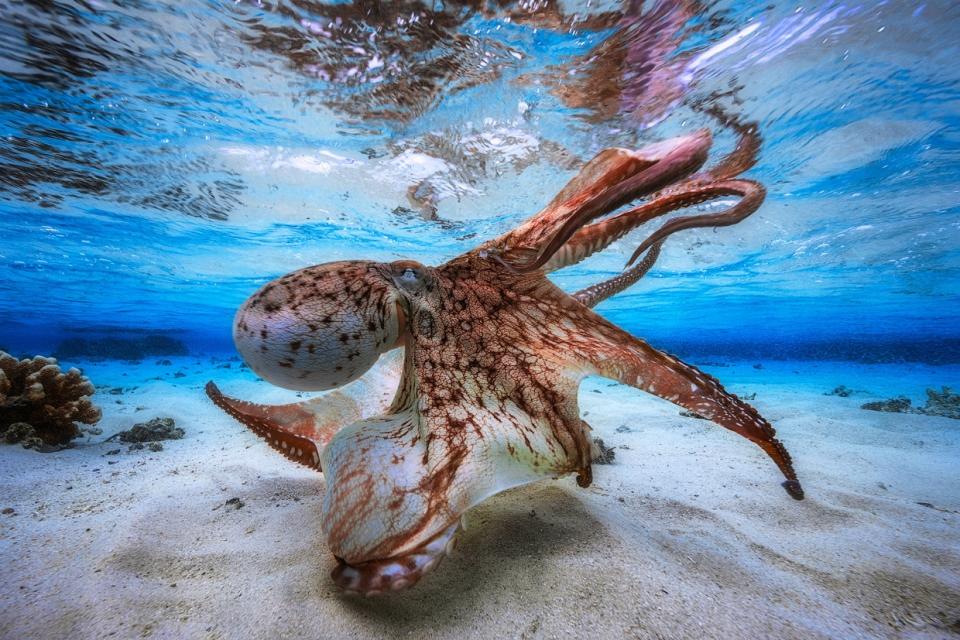 Победитель конкурса подводной фотографии 2017. Танцующий осьминог