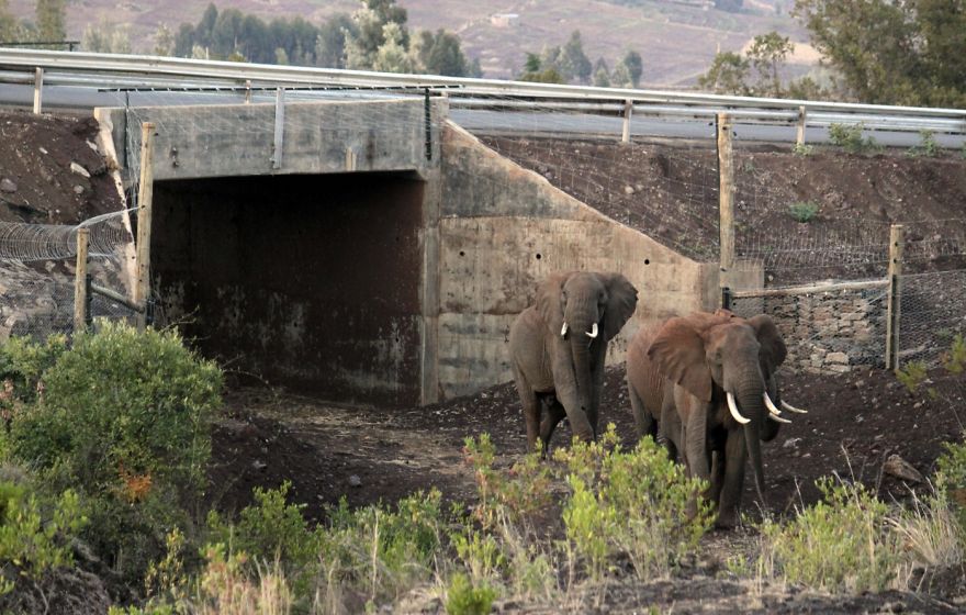 Подземный переход для слонов, Кения