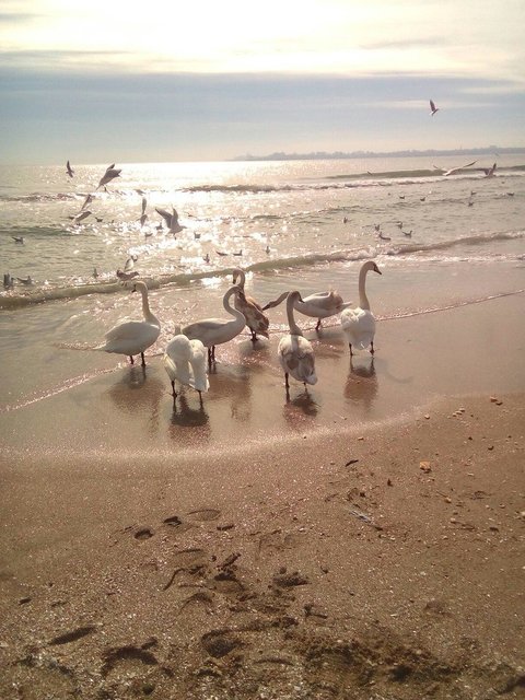 лебеди на пляже
