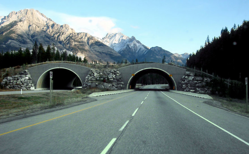 мост для животных, канада