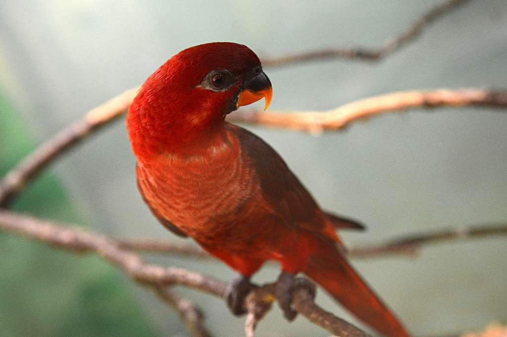 лори-кардинал