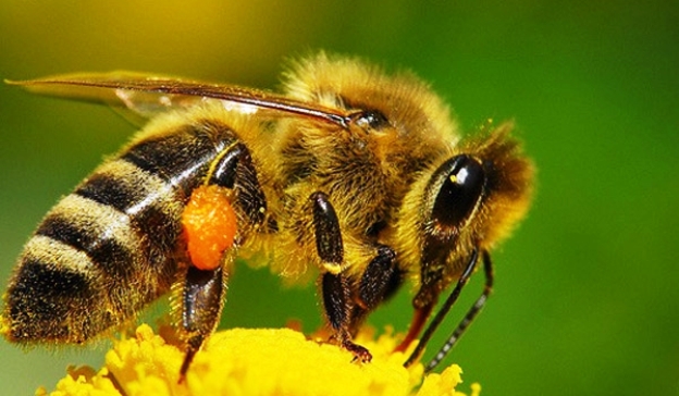 пчёла