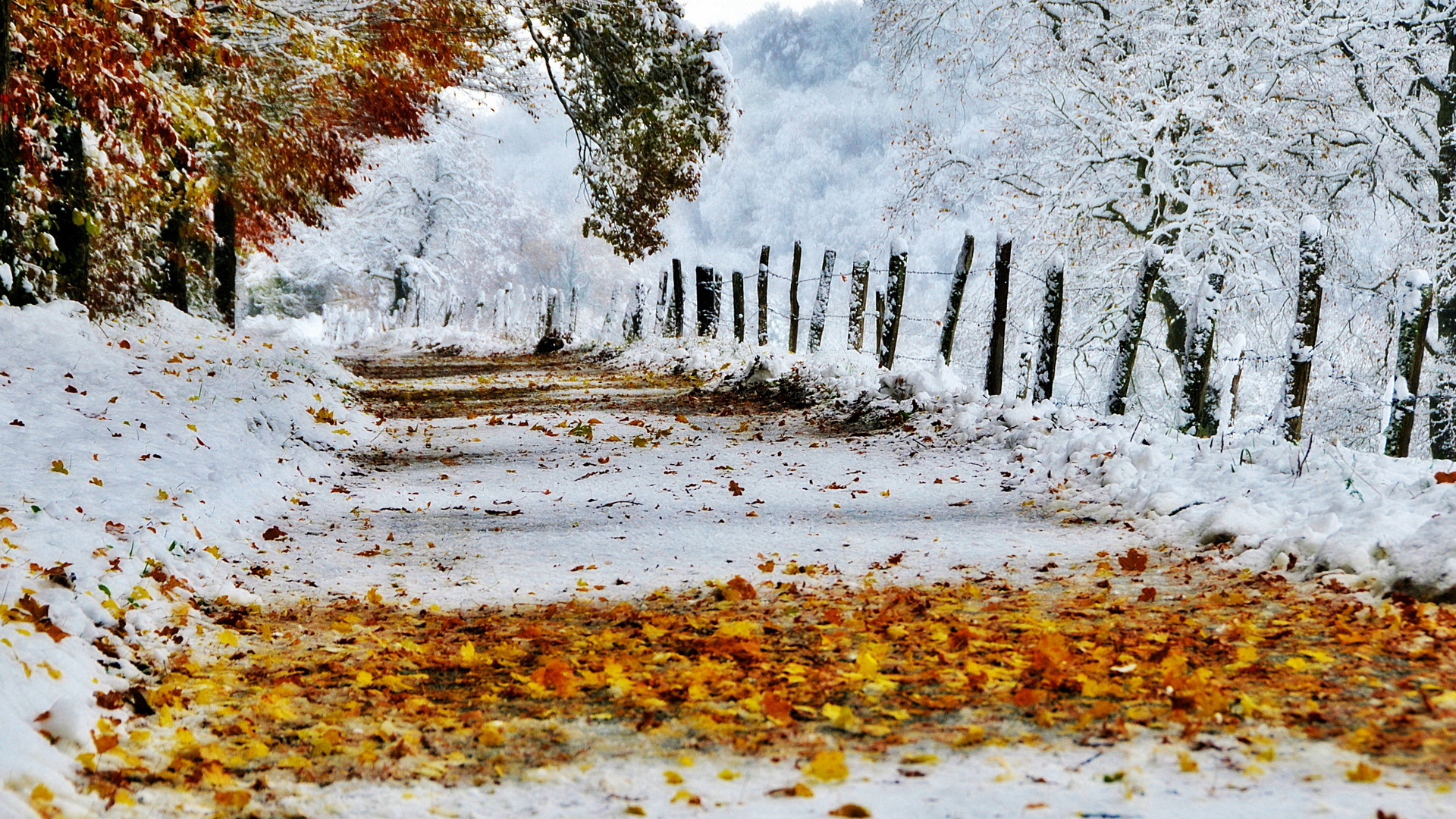 Фото осени желтые листья на снегу