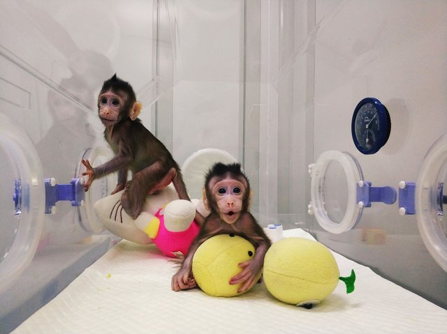 клонированные обезьяны