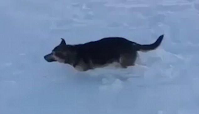 замерзла собака
