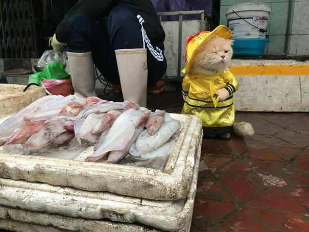кот во вьетнаме