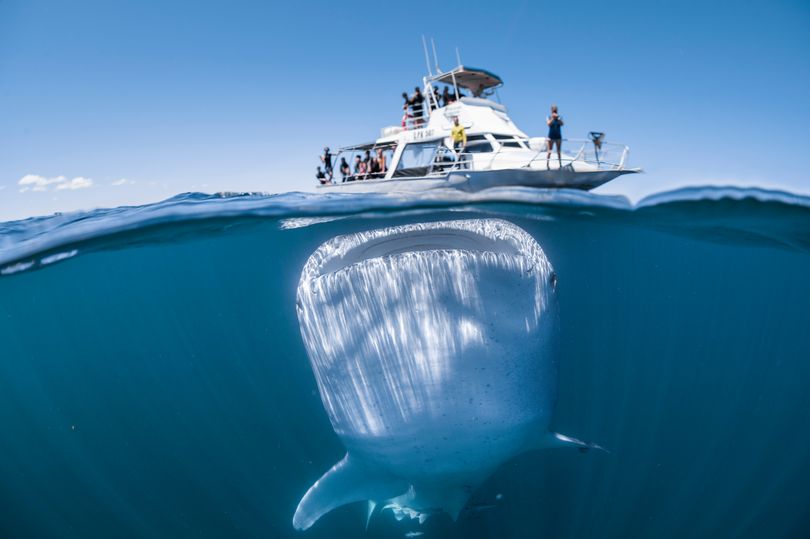 ктовая акула австралия