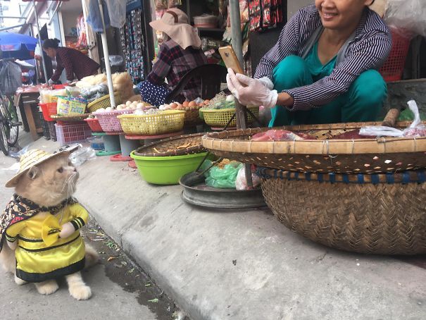 вьетнамский кот