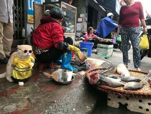 вьетнамский кот продает рыбу