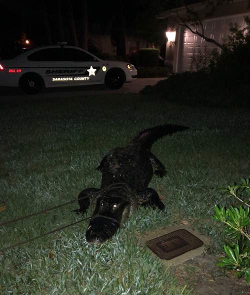 аллигатор во Флориде