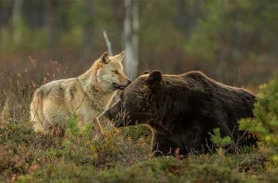 волчица и медведь