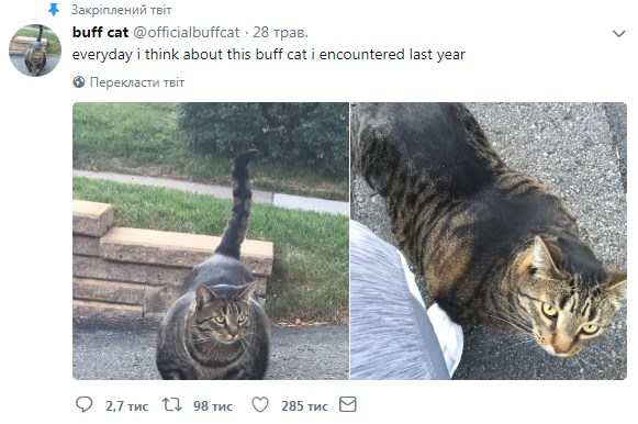 огромный кот