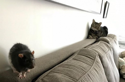 крыса и кошка