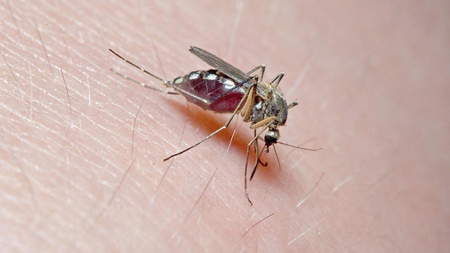 Почему после укуса комара развивается зуд