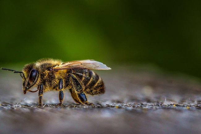 вымирание пчел