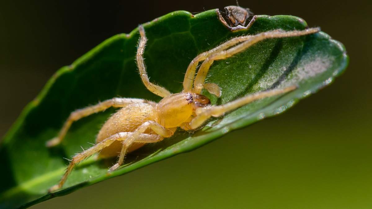 желтосумный паук