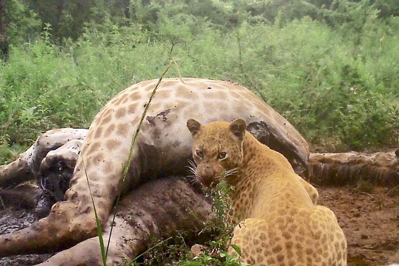 леопард ест жирафа