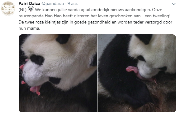 панда родила