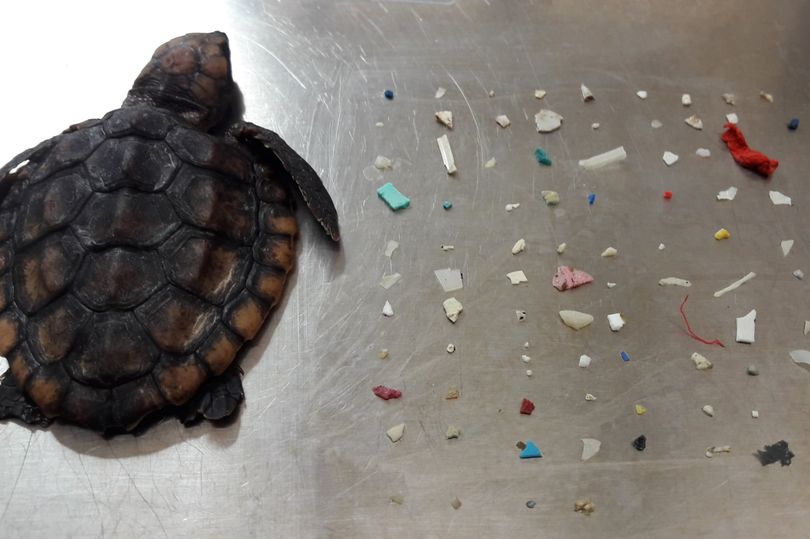черепаха и пластик