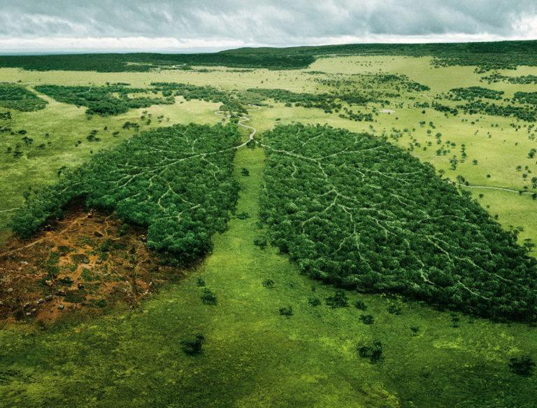 вырубка лесов