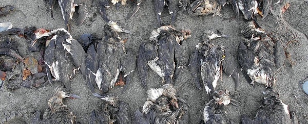 гибель птиц в Тихом океане