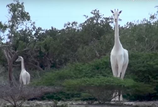 В Кении браконьеры убили редчайших белых жирафов в заповеднике