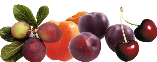 косточковые фрукты