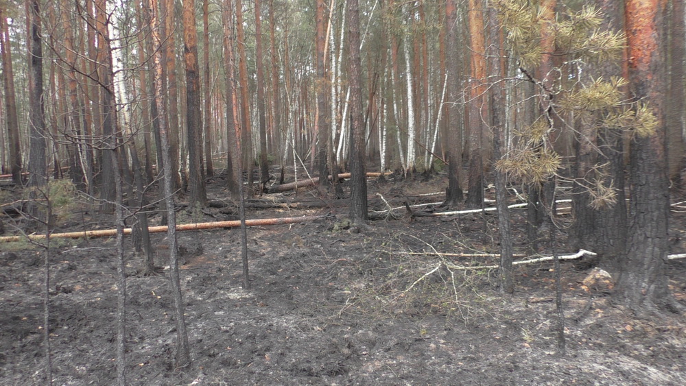 пожар лес
