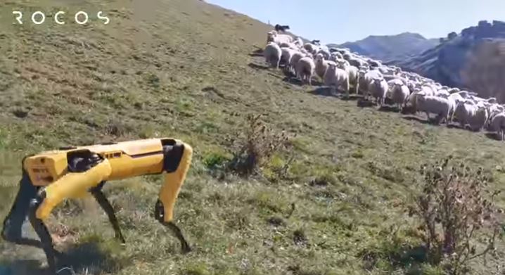 робот-пастух