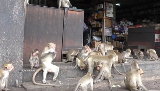 Нашествие обезьян в таиланде
