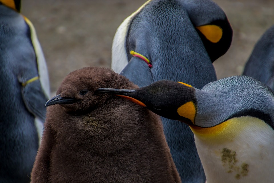 императорские пингвины