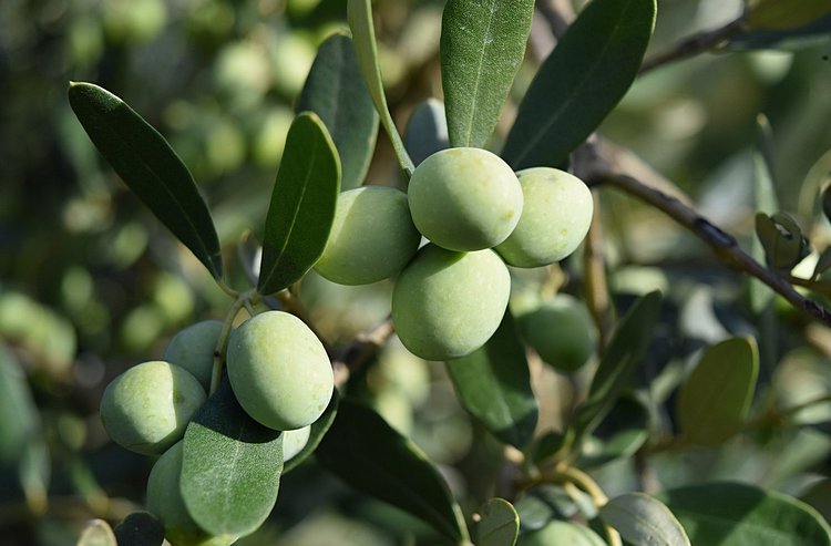 оливковое дерево