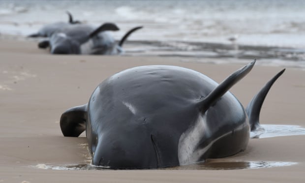погибшие в Тасмании киты