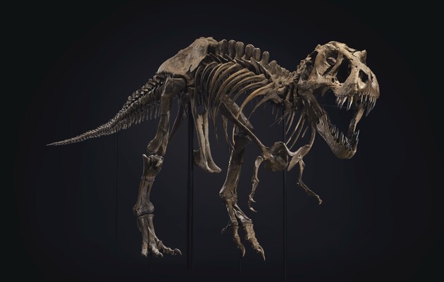 скелет тиранозавра