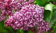 Який бузок пахне найсильніше: від чого залежить аромат