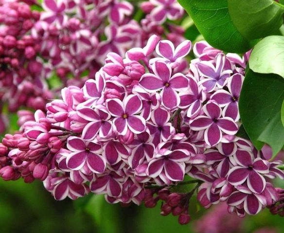 Який бузок пахне найсильніше: від чого залежить аромат